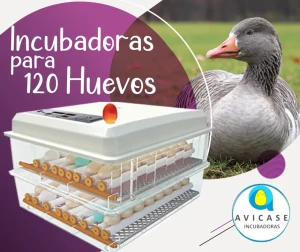 Incubadora de 120 Huevos